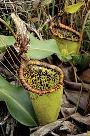 The largest species of pitcher plants in the world such as nepenthes rajah and nepenthes rafflesiana may occasionally catch small vertebrates such as rats and lizards. Attenborough S Pitcher Plant Botany Britannica