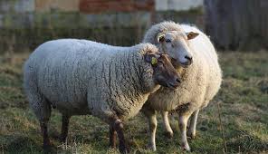 5 Questions To Ask Before Keeping Sheep