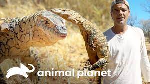 Conheça o místico perente | Perdido na Austrália | Animal Planet Brasil -  YouTube