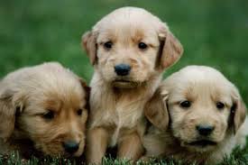 Most deworming side effects should disappear within a few days. How Many Minutes Are Between Puppy Deliveries