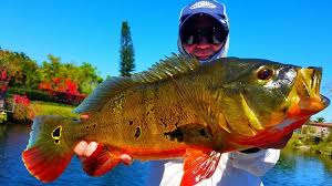 See more of fishing near me on facebook. Florida Peacock Bass Fishing Locations Peacock Bass Fishing Charters