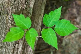 how to treat a poison ivy rash for