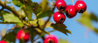 does hawthorn lower blood pressure