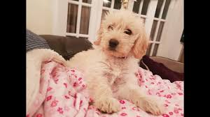 Miniature labradoodles are not purebreds, rather a first generation (f1) cross between a purebred labrador retriever and a purebred toy or miniature poodle. Jess 9 Week Old Mini Labradoodle Puppy 1 Week Socialisation Stay Youtube