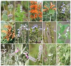 diversity of southern african lamiaceae