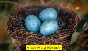 what bird lays blue eggs discover the