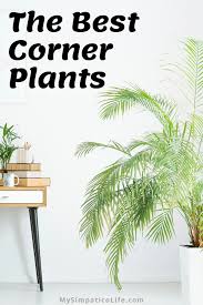 the best plants for filling a corner in