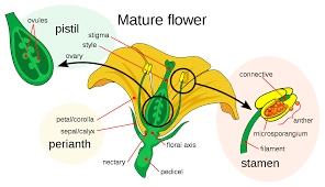 Observe them and separate their parts. Petal Wikipedia