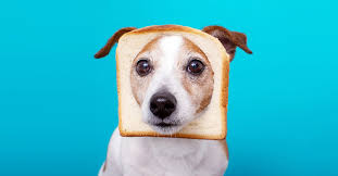 Can Dogs Eat Bread Yes But Should