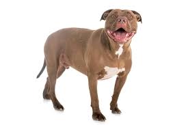 Translation of 'pitbull terrier' by goran bregović (горан бреговић) from serbian to english. American Pitbull Terrier Charakter Ernahrung Pflege