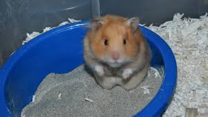 sand happy paws hamsters