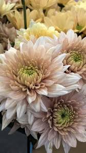 Maybe you would like to learn more about one of these? Flowers Near Me Bulk Wedding Flowers Chicago Flowers Flowers