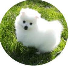 toy american eskimo dogs and puppies
