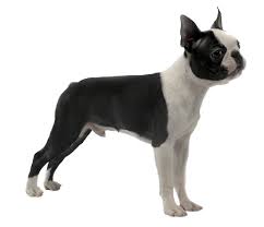 boston terrier dog breed facts and