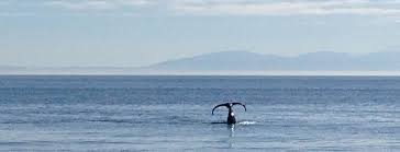 Washington orcas island san juan islands. 10 Most Frequently Asked Questions About San Juan Island Earthbox Inn