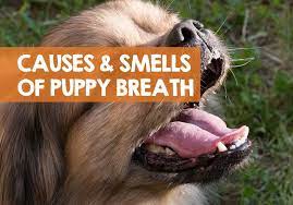 what causes puppy breath what does