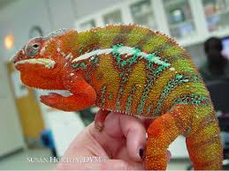 panther chameleon care chicago
