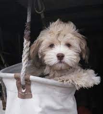 Very intelligent, and has a tendency to learn tricks very rapidly. Havanese Mix Puppies Near Me Off 73 Www Usushimd Com