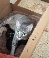 kittens born on your living room carpet