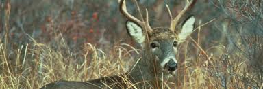 House Approves Hunting Hogs And Deer Over Bait Alabama