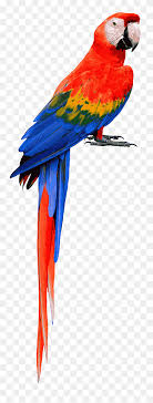 macaw png images pngwing