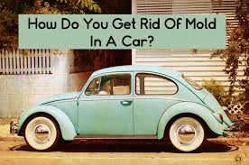 how do you get rid of mold in a car