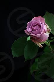 rose flower pink stem petal black