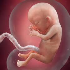 13 Weeks Pregnant Fetal Development Babycentre Uk