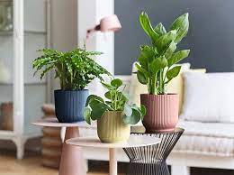 Indoor Plant Pots The Boma Garden Centre