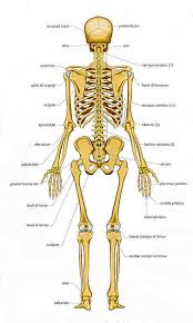 Learning the bones of the back for drawing. Chart Of Human Bones Rear View