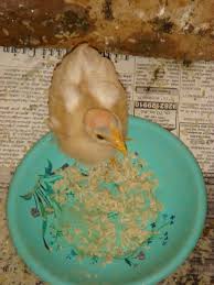 Poultry Turkey Feeding Animal Husbandry Home