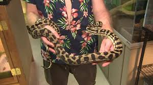 pet python loose in texas neighborhood