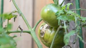 What Is Eating My Tomatoes These 11