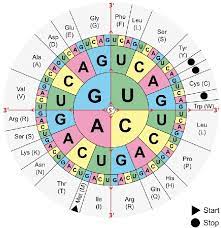 the genetic code codons consisting of