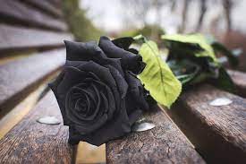 black rose flower rose black bench