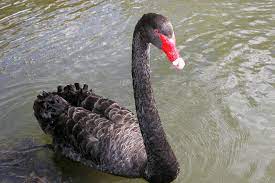 Чёрный лебедь (концепция) — Википедия