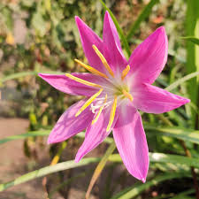 pink colour flower pixahive
