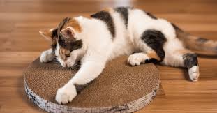 how to stop cat scratching carpet for