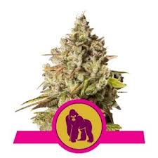 We're still learning about the flavors and effects of gorilla glue gelato. Royal Gorilla Wietzaadjes Royal Queen Seeds