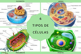 6 tipos de células y sus