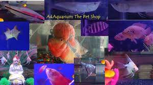 Places listed on the map with company name, address, distance and reviews. A4 Aquarium Fish And Pet Shop In Ahmedabad Gujarat Accessories Overview Ahmedabad Gujarat Youtube