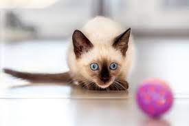 siamese cat breed information