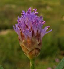 Cephalaria tenella Paine | Flora of Israel Online