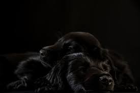 真っ黒な被毛が美しい犬種10選！ | ペットショップ 犬の家&猫の里 | 子犬だけでなく子猫の情報もたくさん