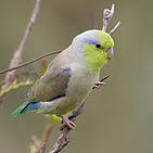Pacific Parrotlet Wikipedia