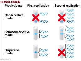 molecular genetics dna replication