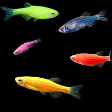 Think schooling fish might be the right choice for your freshwater tank? 29 Coolest Freshwater Aquarium Fish For All Fish Keepers