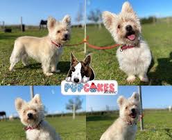 Please do take the time to look at our dogs who have always been puppies for adoption are regularly added to dogsblog.com. West Highland White Terrier Cross Dogs For Adoption