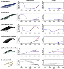 In the north pacific, the population has made an impressive comeback in the past 40 years. Future Recovery Of Baleen Whales Is Imperiled By Climate Change Tulloch 2019 Global Change Biology Wiley Online Library