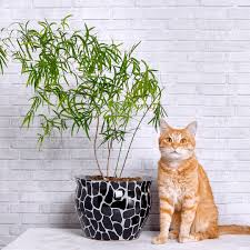 Poisonous And Safe Plants For Cats